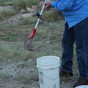 Capturing a rattlesnake in the wild.
