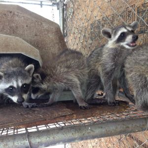 Family of Raccoons