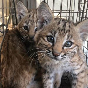 two rescued bobcats