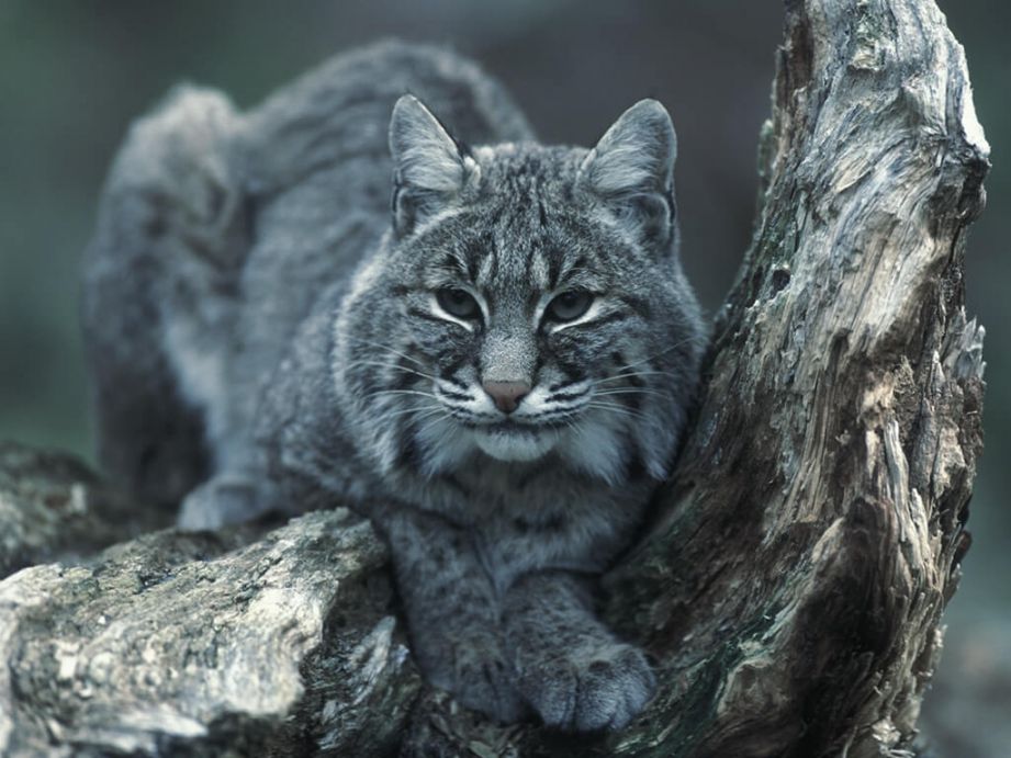 Wildlife Animal Control in Tucson