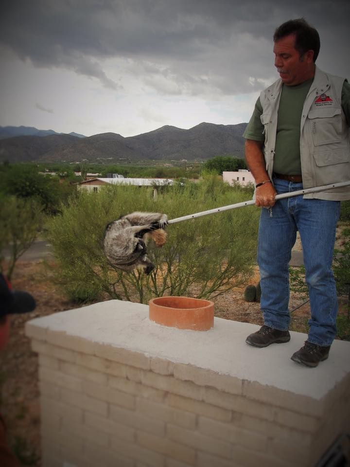 Raccoon Removal in Tucson
