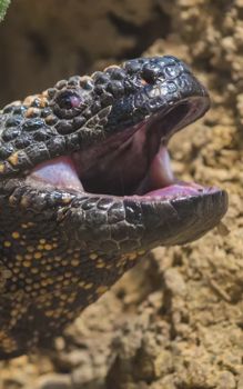 Wildlife Animal Control - Gila Monster