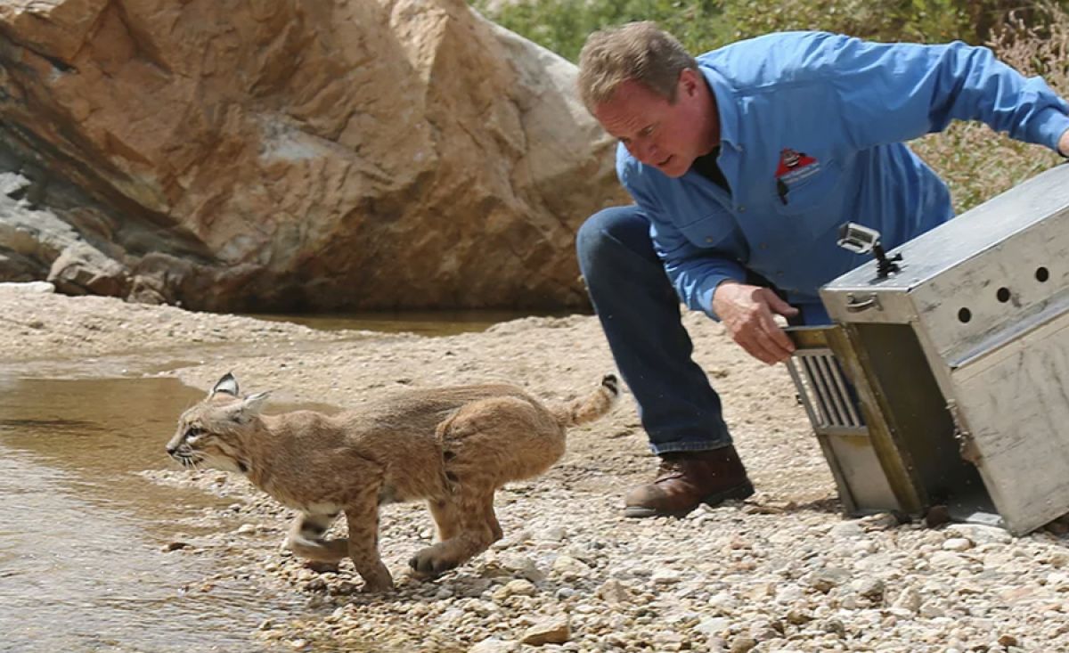Wildlife Animal Control - Bobcat being captured
