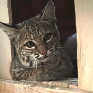 bobcat sitting on a wooden platform