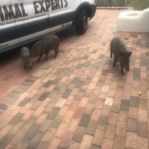 animal experts truck with 3 pigs walking by it.