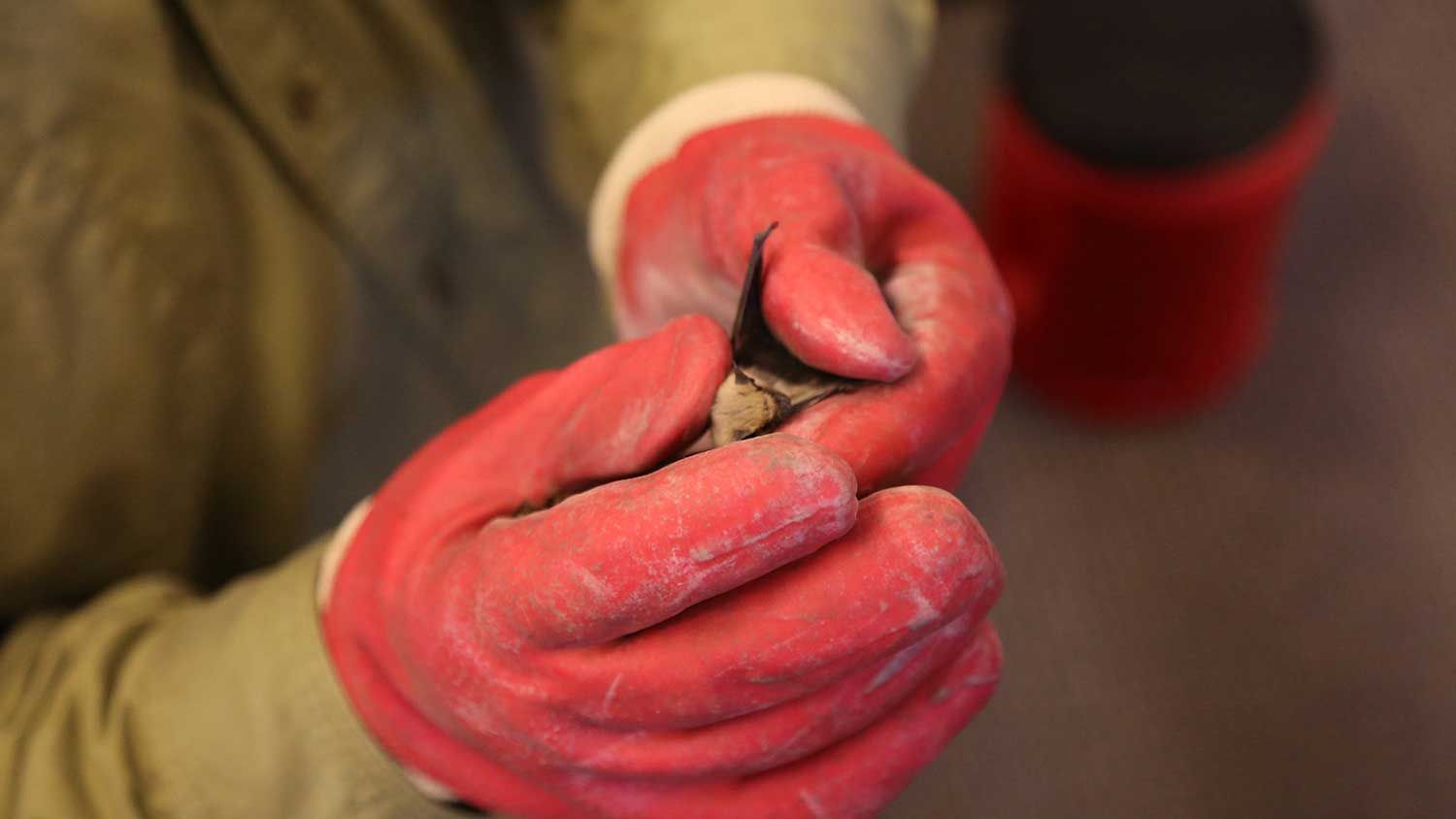 Bat removal in Tucson