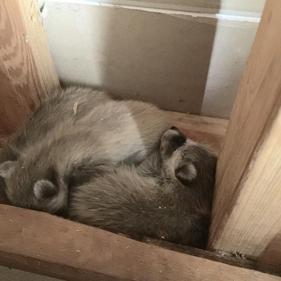 Baby Raccoons