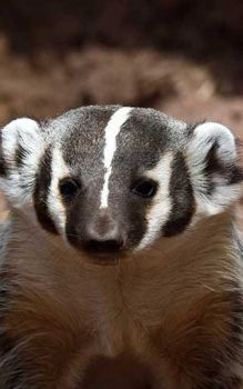 Badger