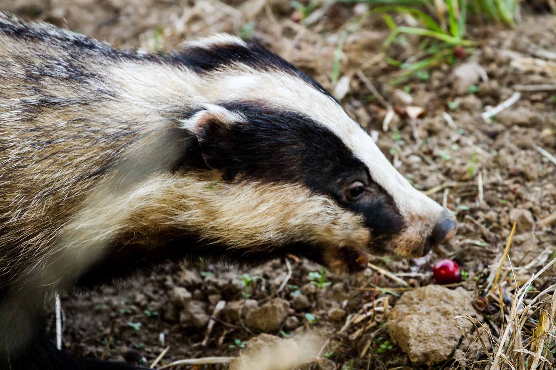 Badger Removal