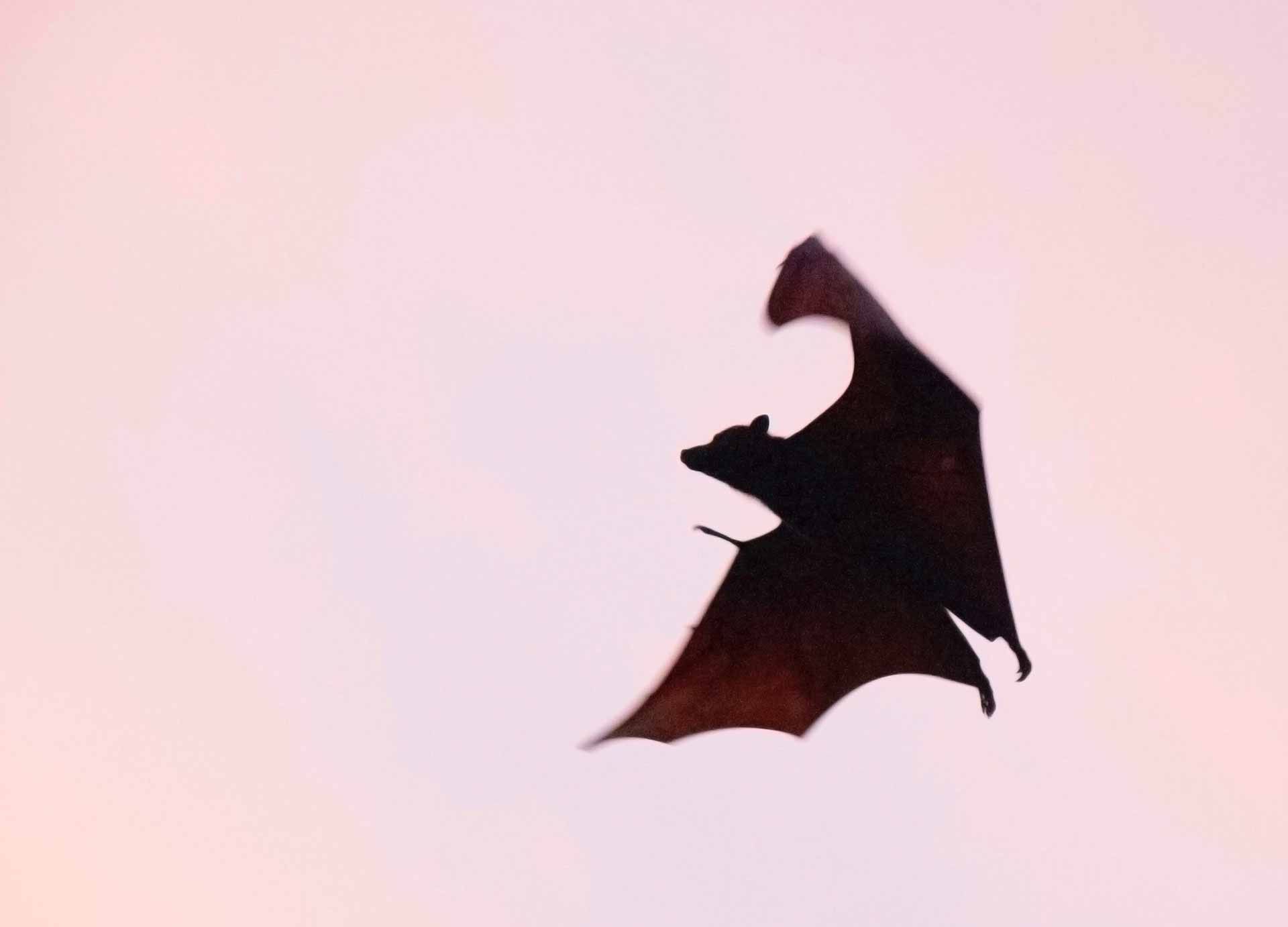 Flying bat