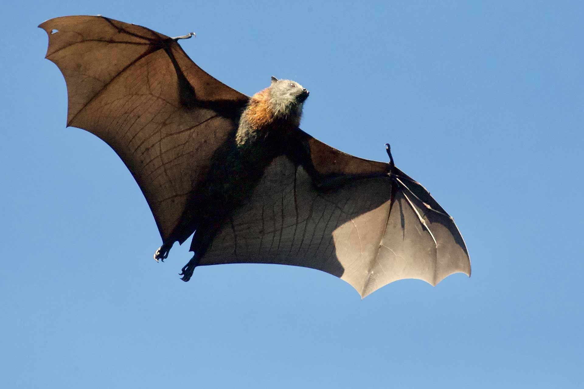 Bat Removal in Tucson Wildlife Animal Control Animal Experts Inc.