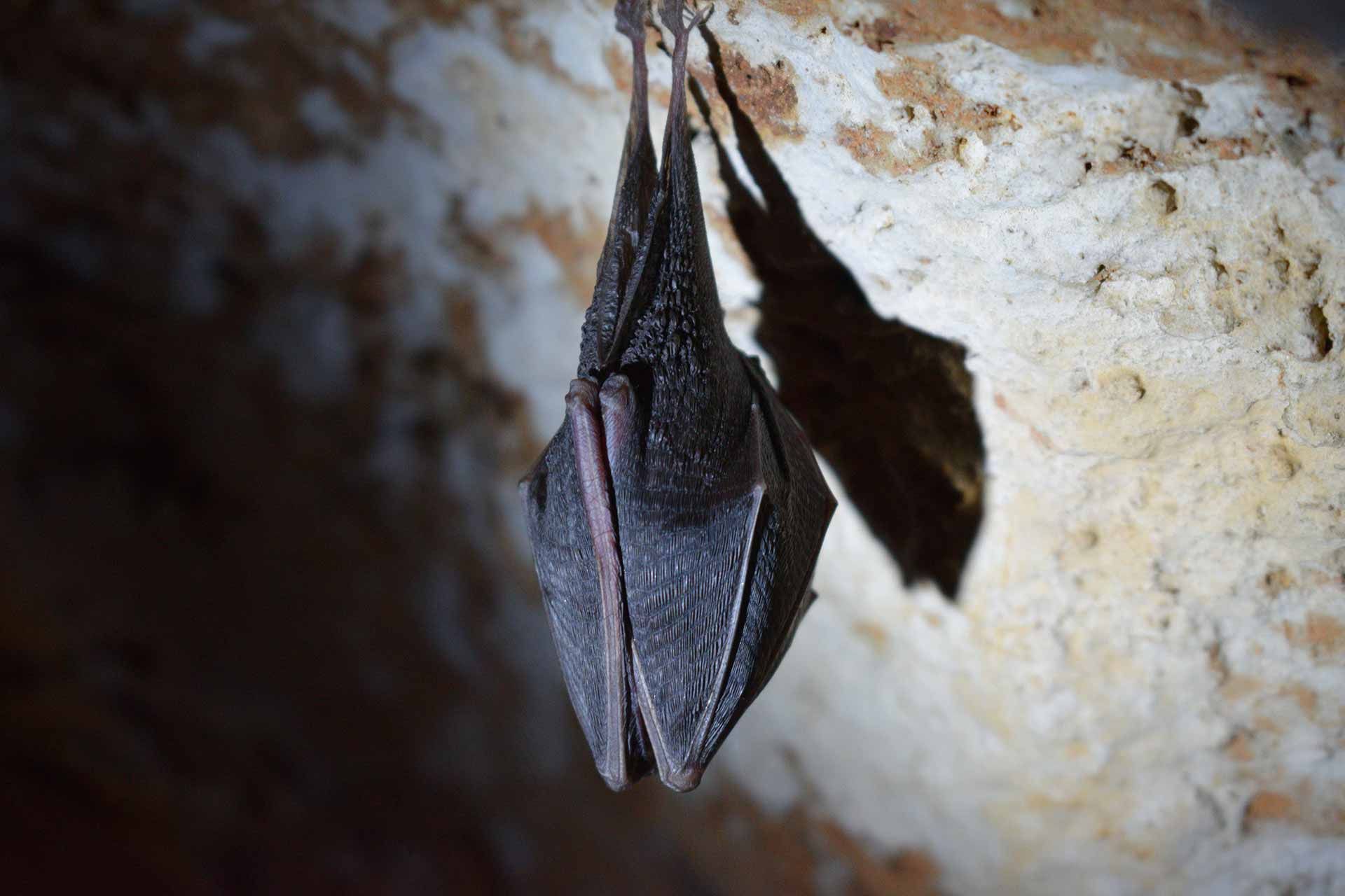 Bat in cave