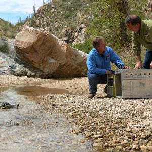 metal cage outside with 2 workers from Animal Experts