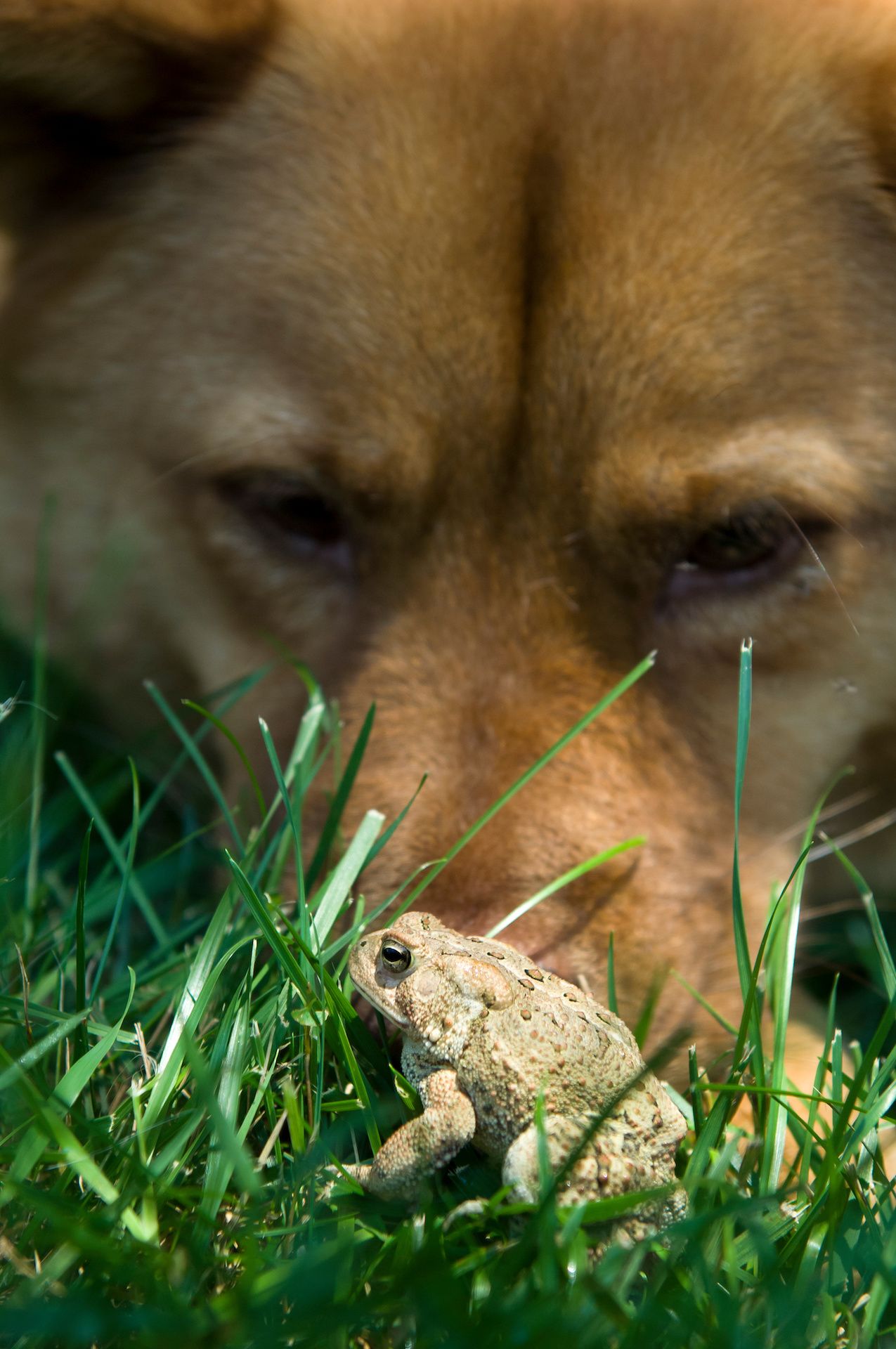 dog looking at toad