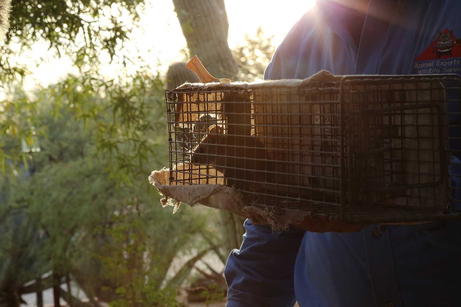 Snake proofing house