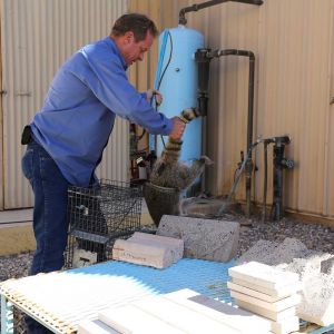 Raccoon being captured