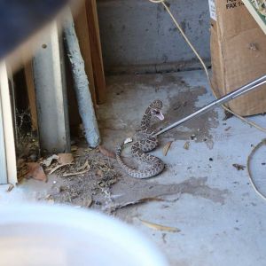Capturing a rattlesnake