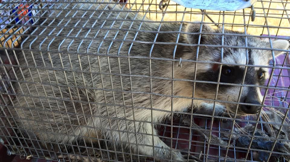 Coonan the Destroyer