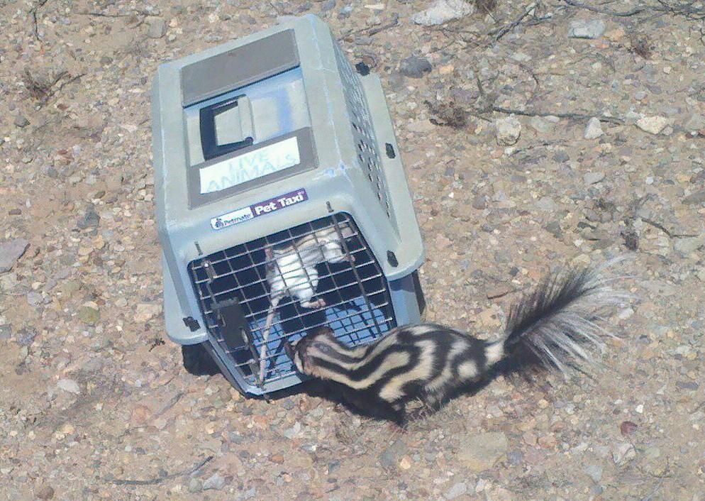Skunk next to cage