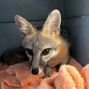 A fox on a pink colored towl