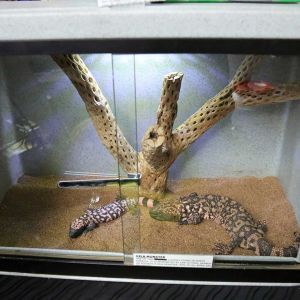 Gila monster enclosure.