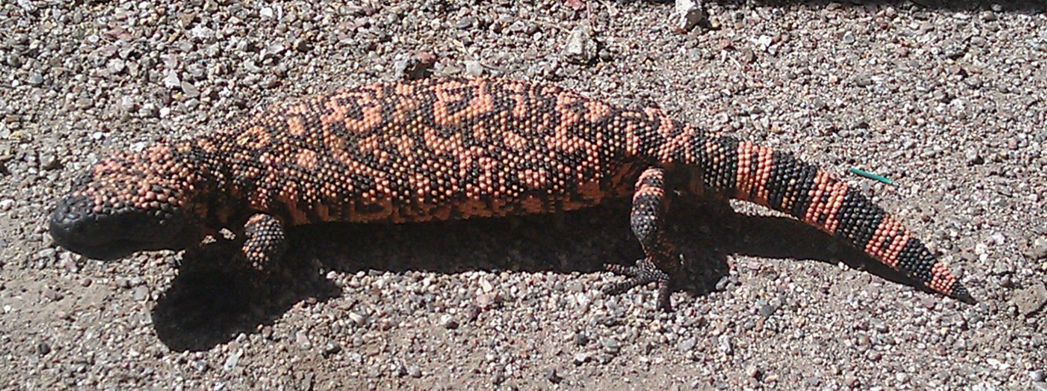 Gila monster removal