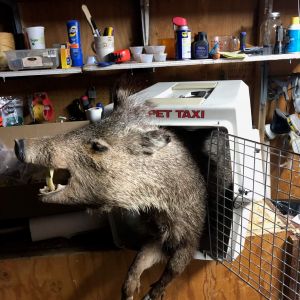 Javelina in cage