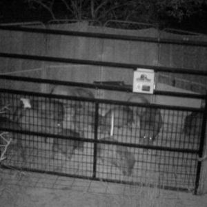 animal experts truck with 3 pigs walking by it.