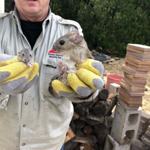 Marc holding pack rats 