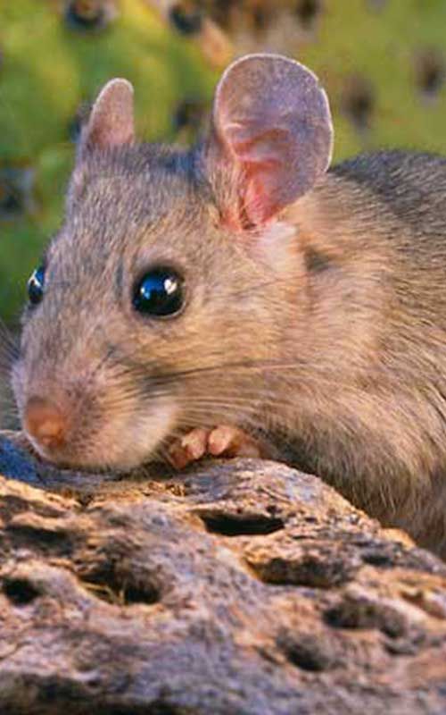 feeder mice near me
