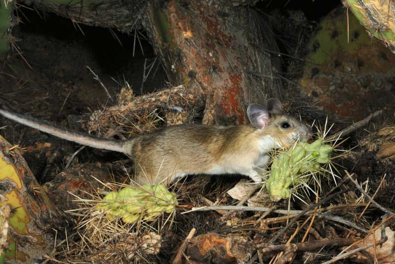 Pack rat in cactus