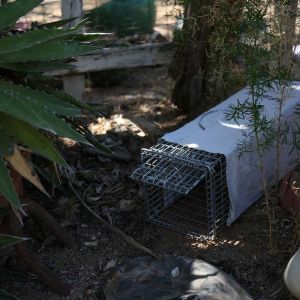 Packrat trap outside