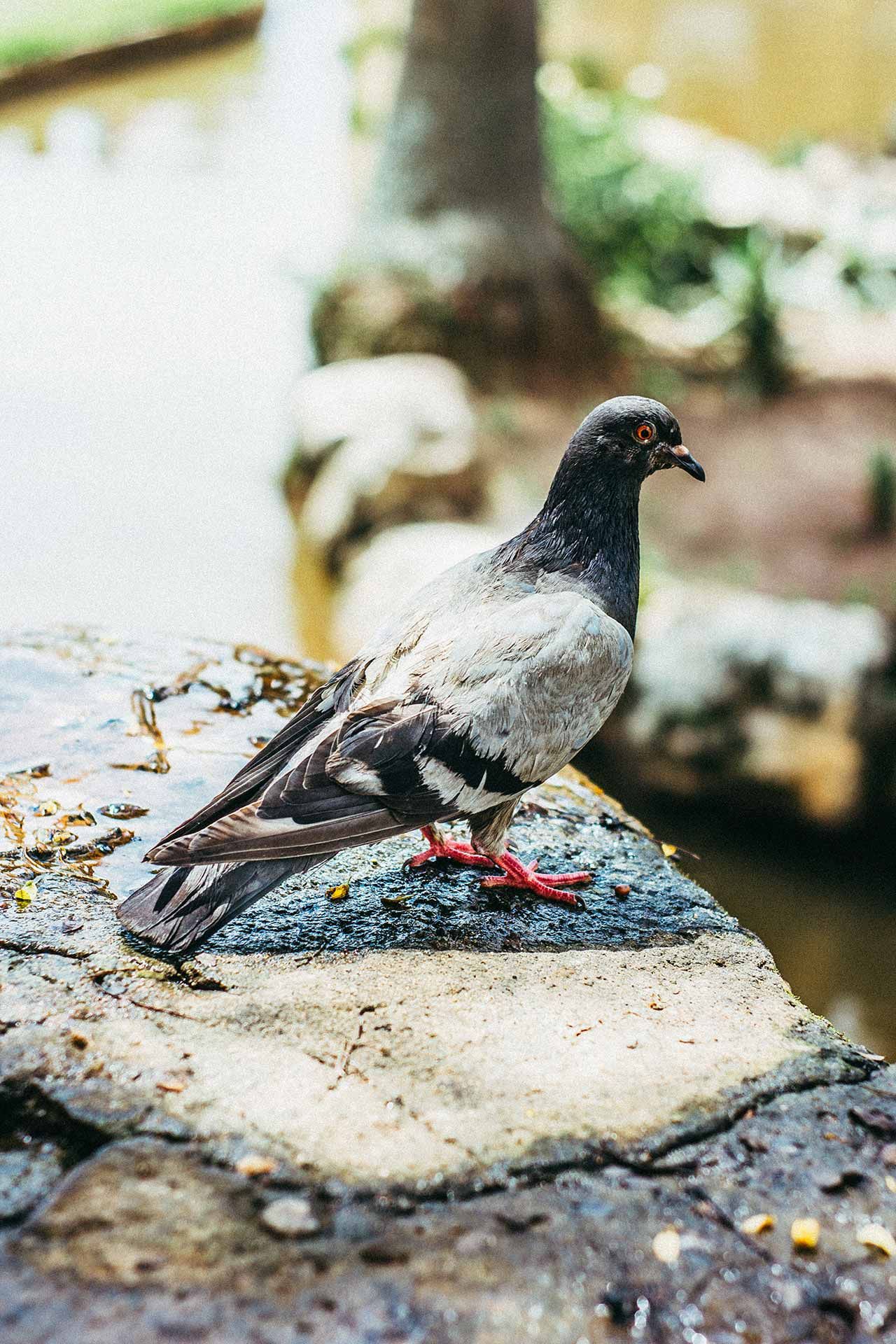 Pigeon on rock