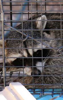 Raccoon Wildlife Animal Control