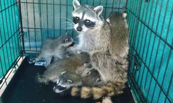 Raccoon Family