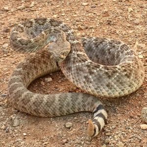 rattlesnake coiled
