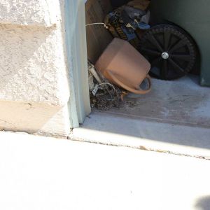 Rattlesnake in Garage
