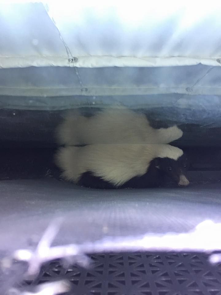 Skunk caught in door