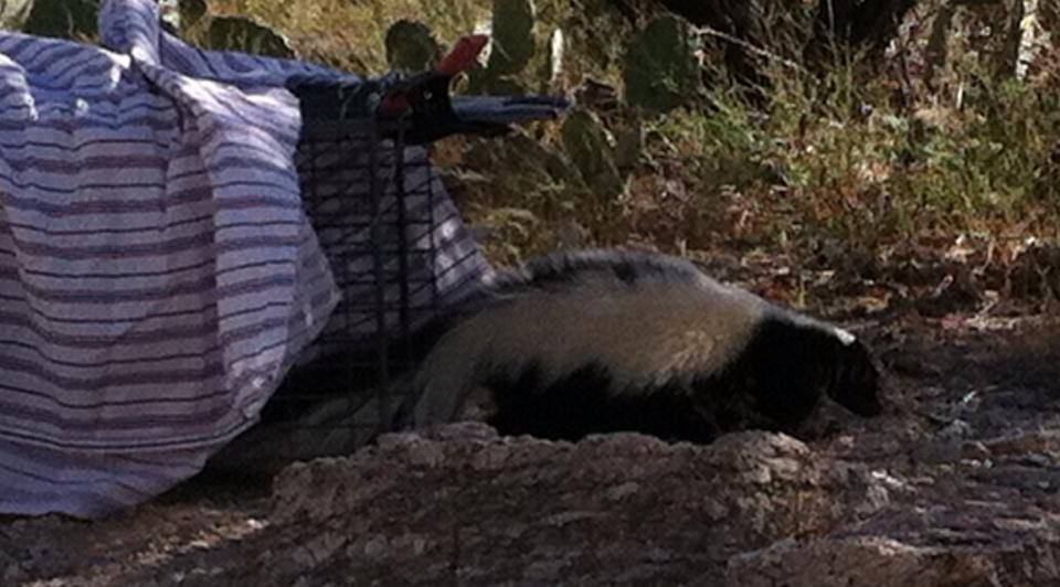 Skunk removal services