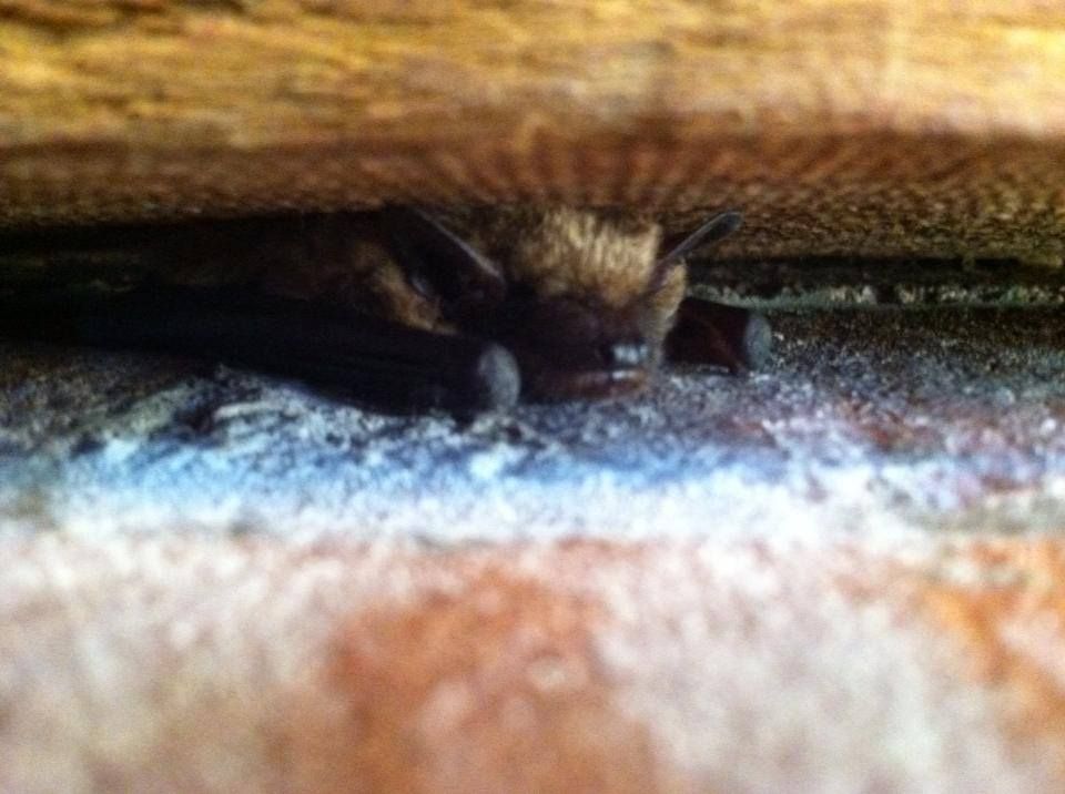 Bat Removal in Tucson Wildlife Animal Control Animal Experts Inc.