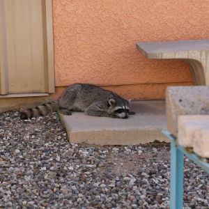 A sleeping raccoon