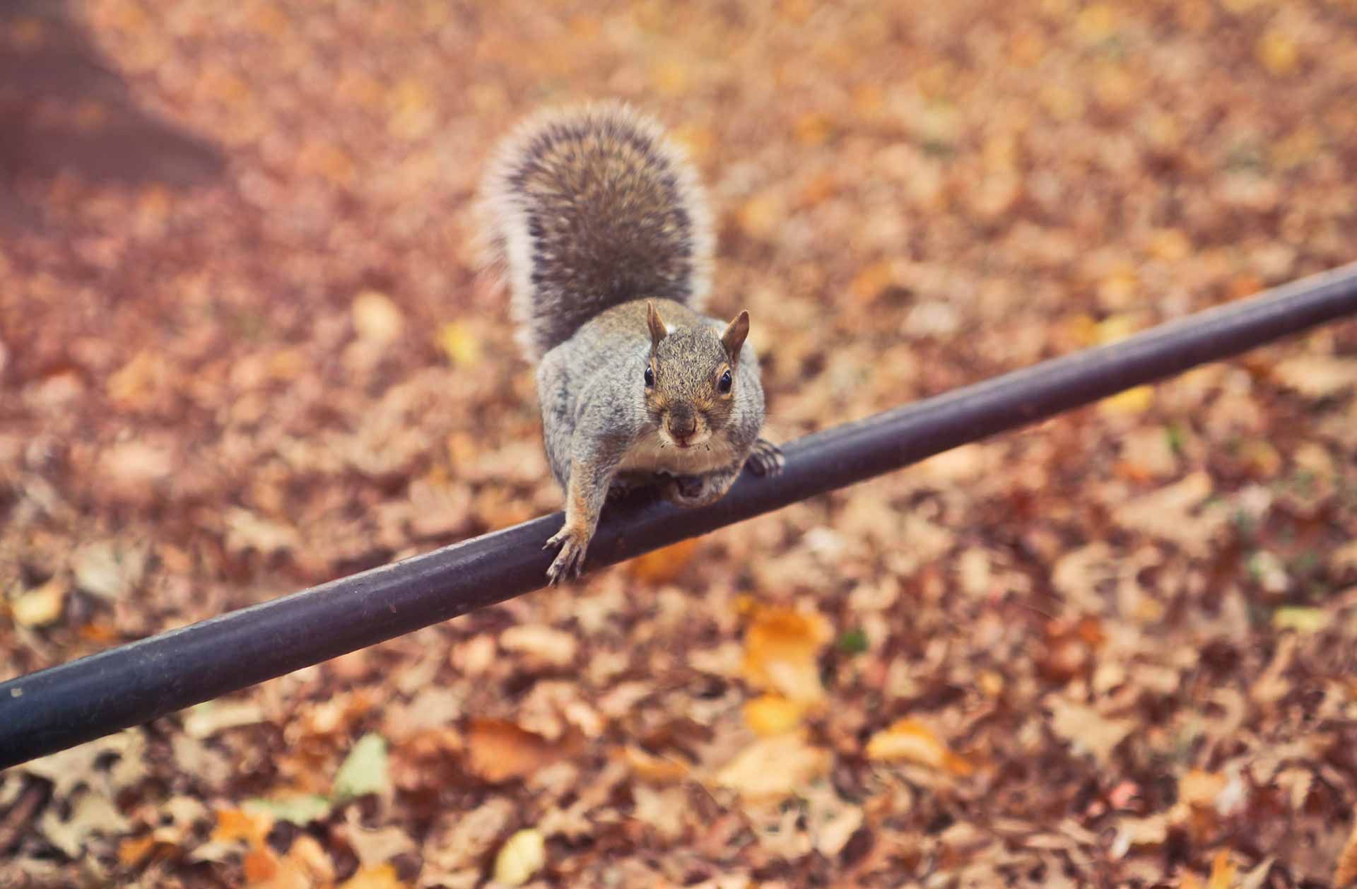 Squirrel on Branch