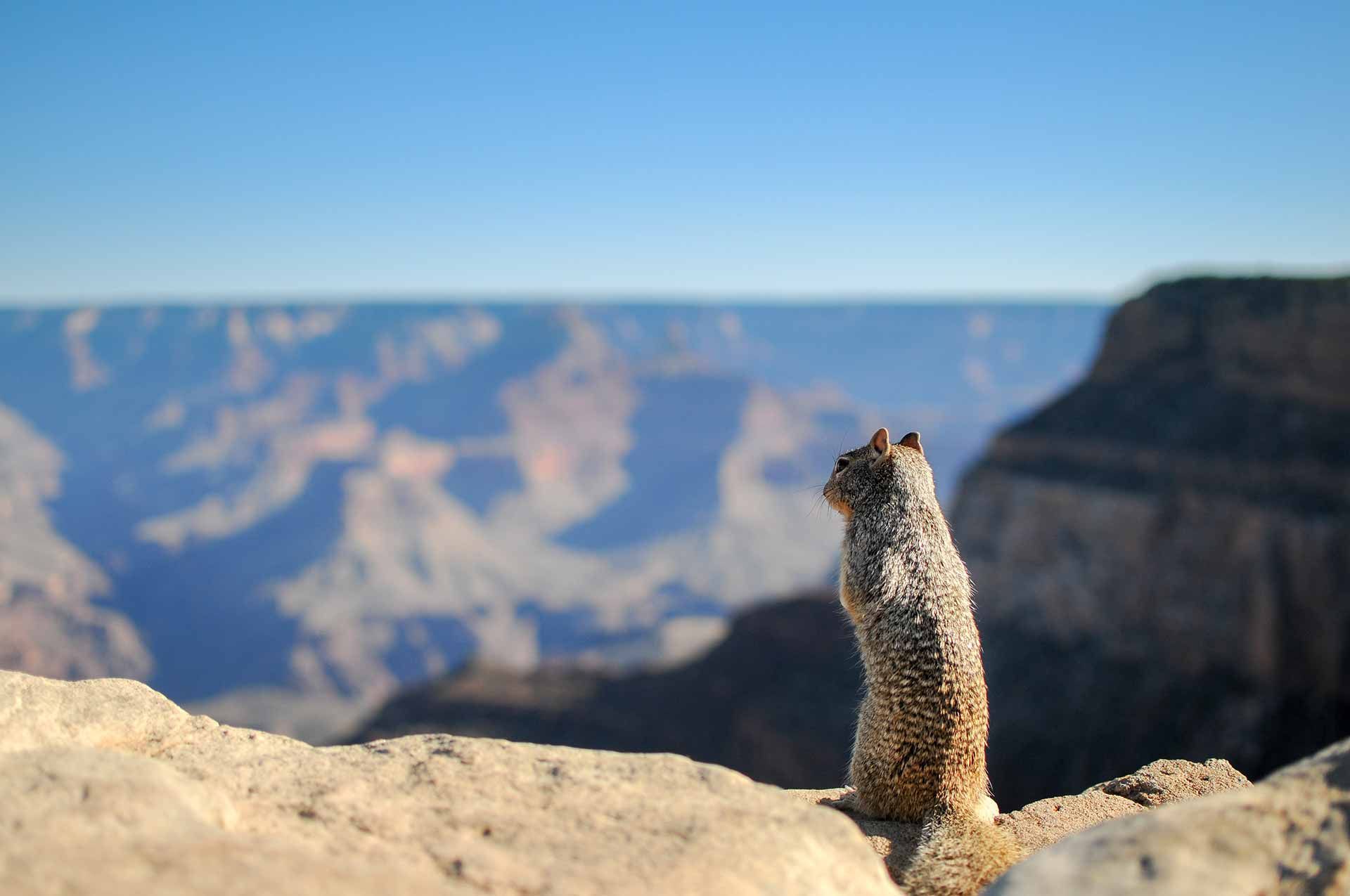 Squirrel in Desert