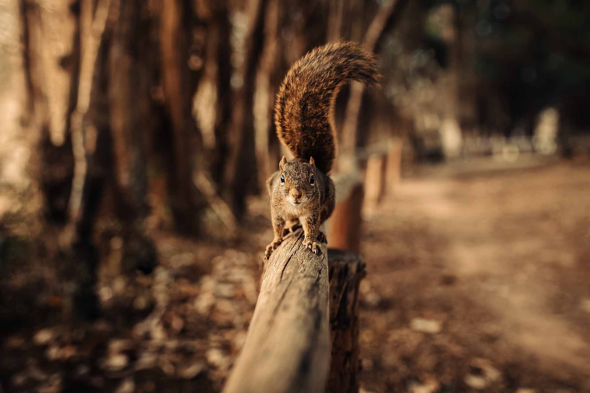 Squirrel Control