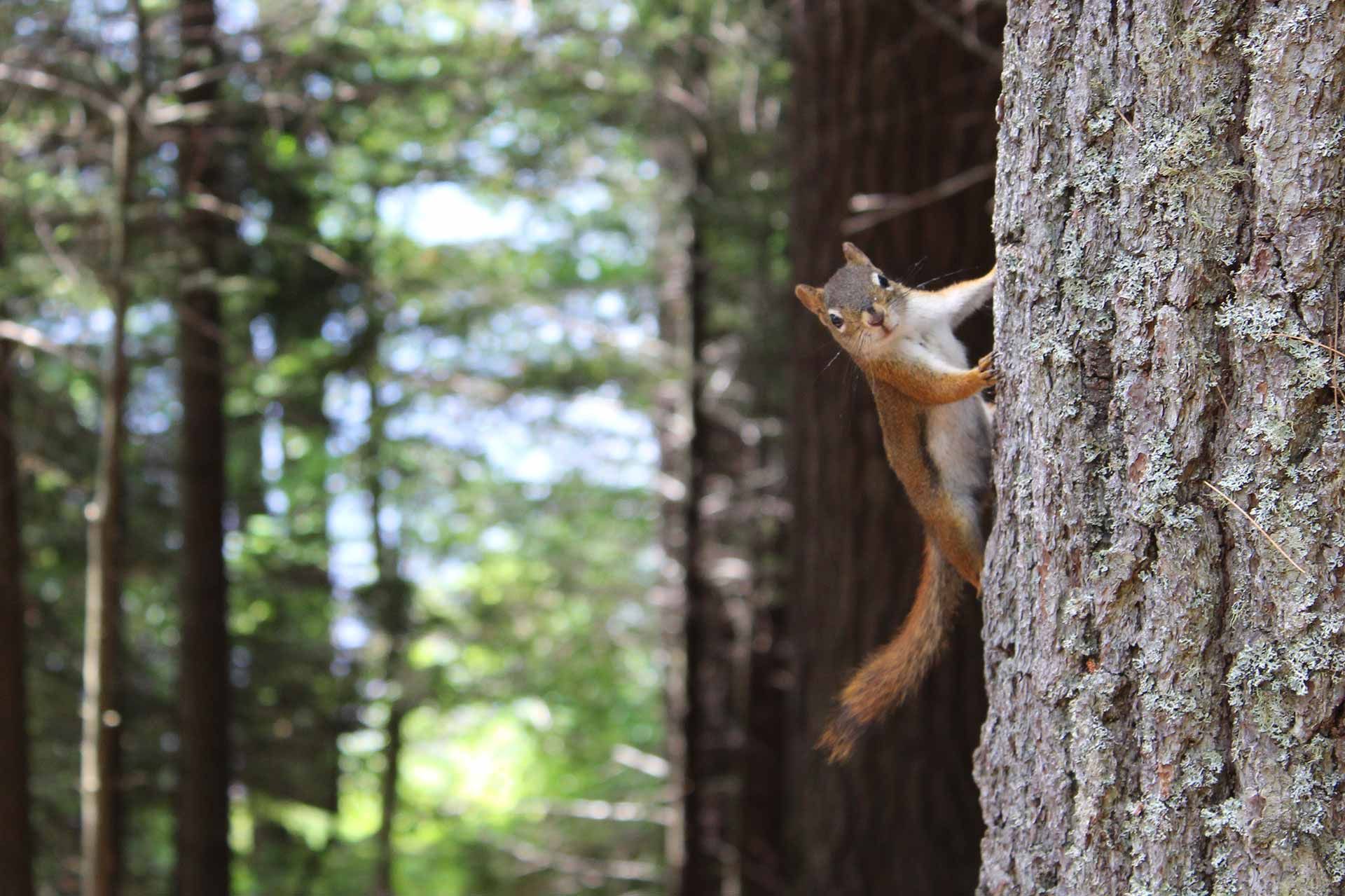 Squirrel on Tree