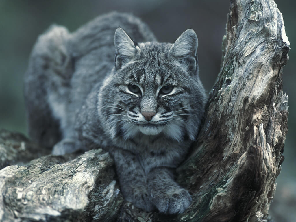 Wildlife Animal Control in Tucson