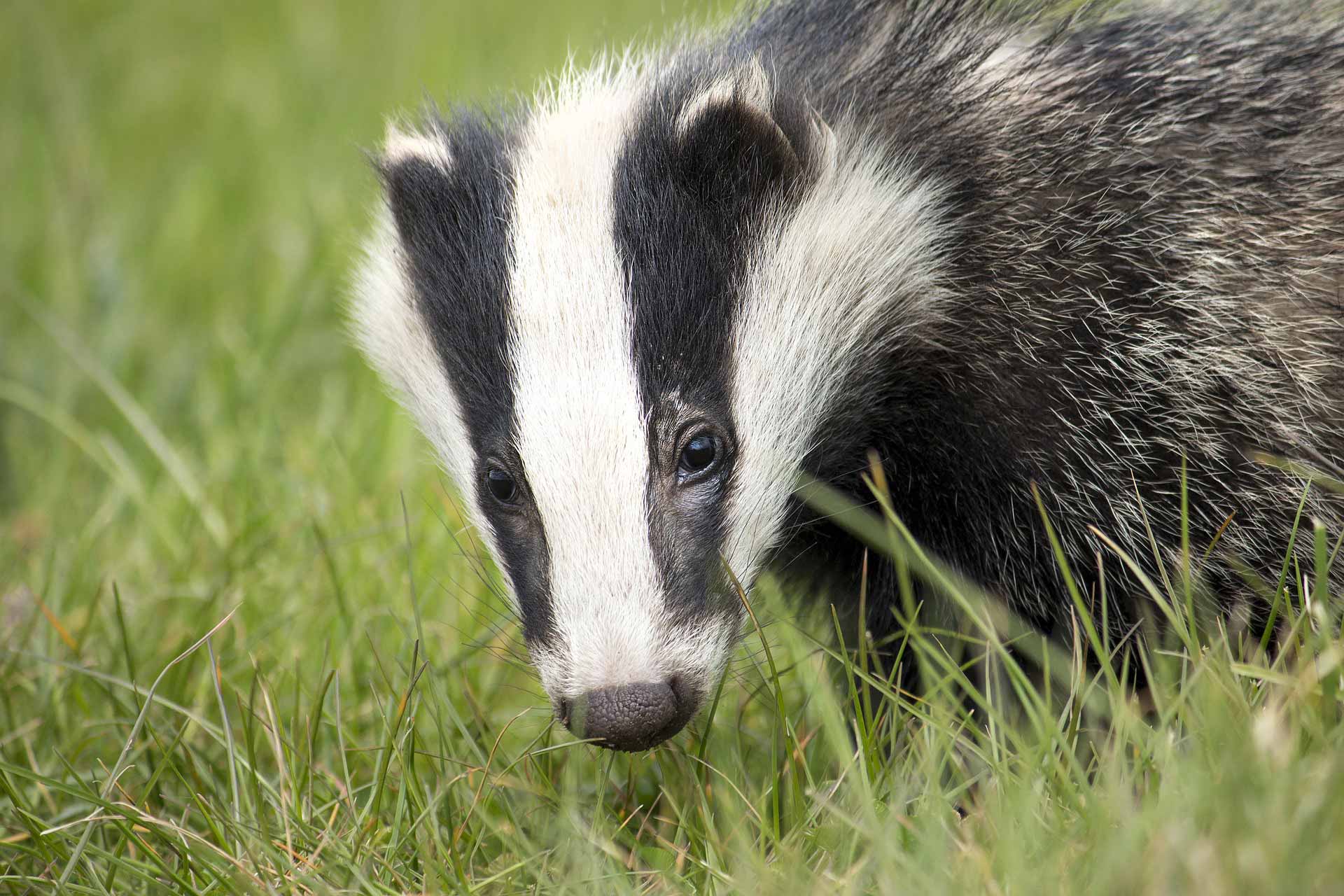 Badger Closeup