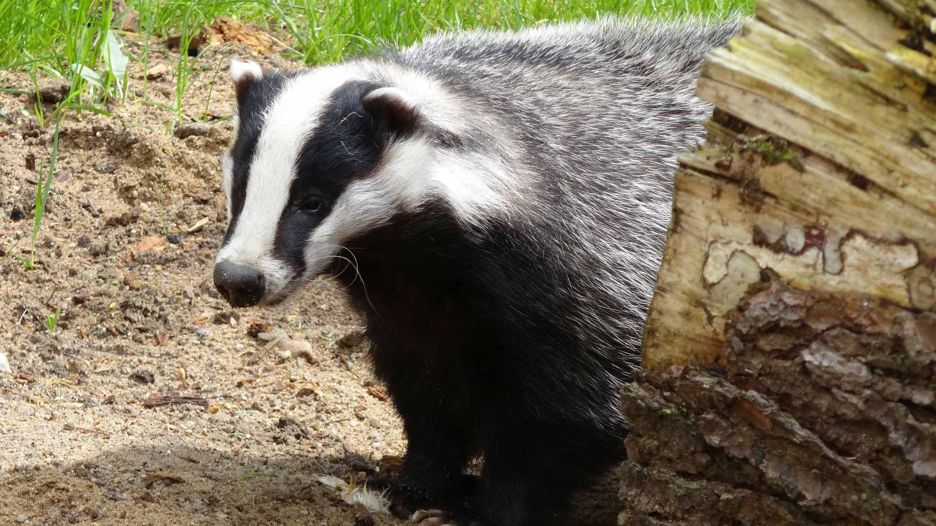 Badger in woods
