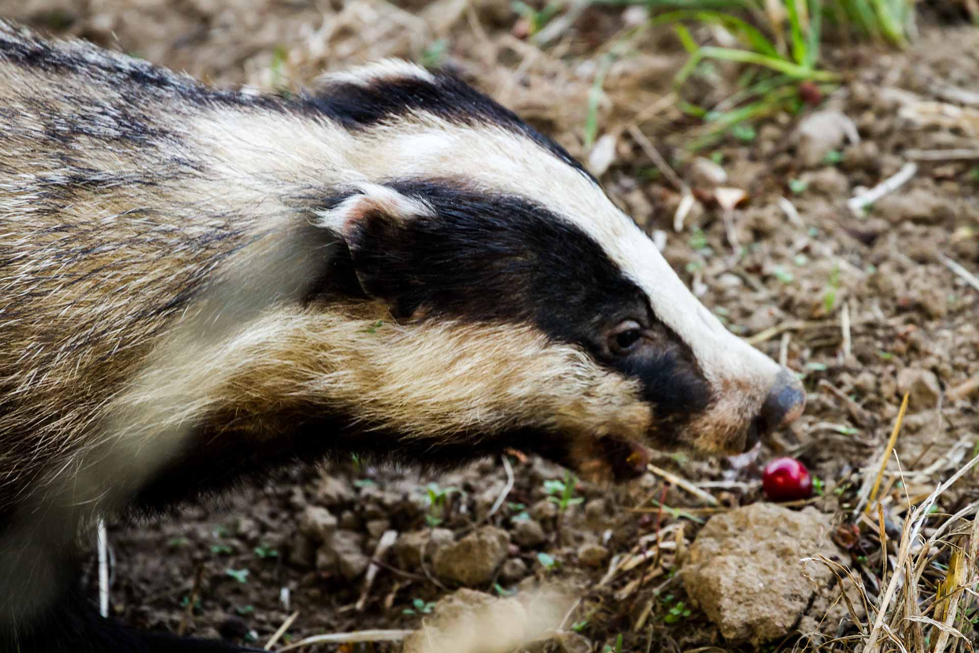 Badger Removal