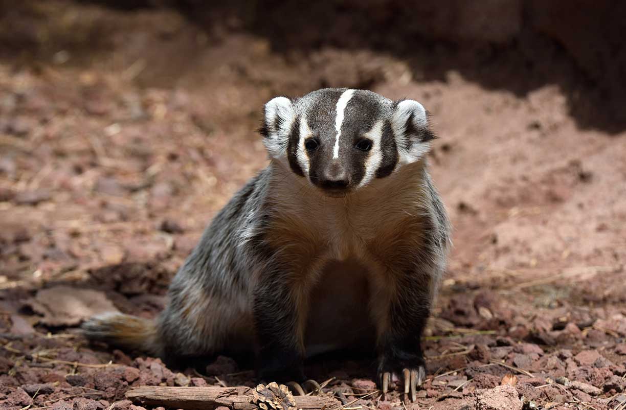 Badger Removal in Tucson